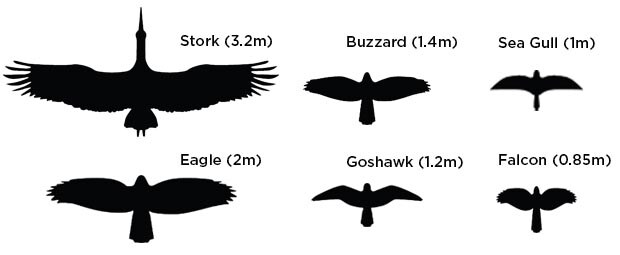 bird sizes
